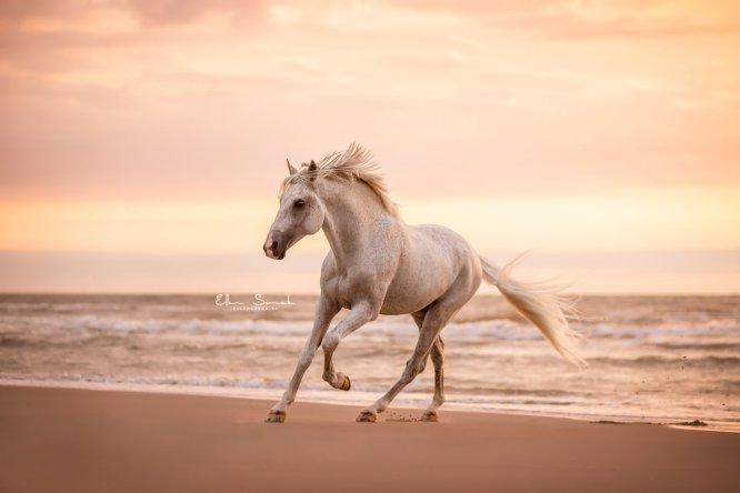 EllenSonckPhotography-paardenfotografie-strand-102
