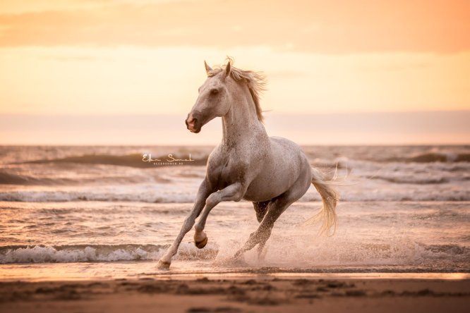 EllenSonckPhotography-paardenfotografie-strand-103