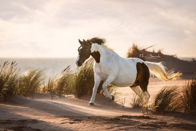 EllenSonckPhotography-paardenfotografie-strand-20