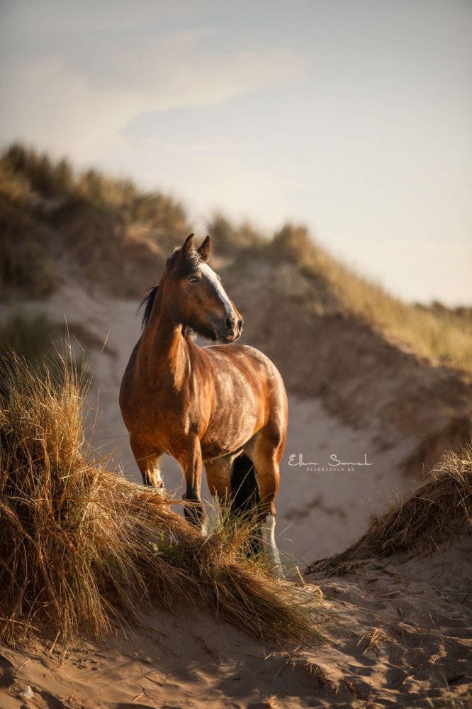 EllenSonckPhotography-paardenfotografie-strand-23