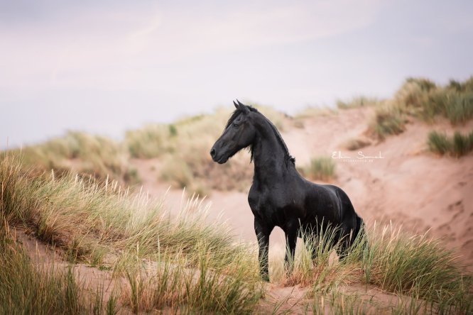 EllenSonckPhotography-paardenfotografie-strand-28