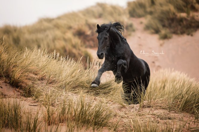 EllenSonckPhotography-paardenfotografie-strand-29