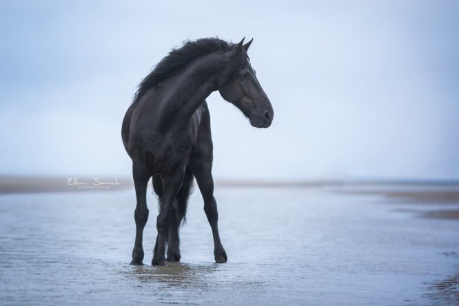 EllenSonckPhotography-paardenfotografie-strand-30
