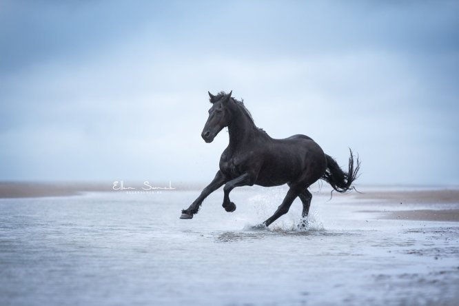 EllenSonckPhotography-paardenfotografie-strand-31