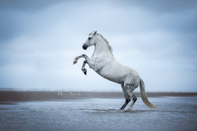 EllenSonckPhotography-paardenfotografie-strand-33