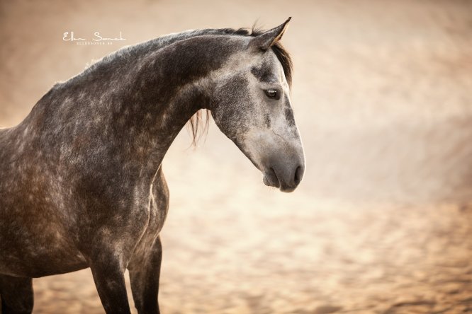EllenSonckPhotography-paardenfotografie-strand-37