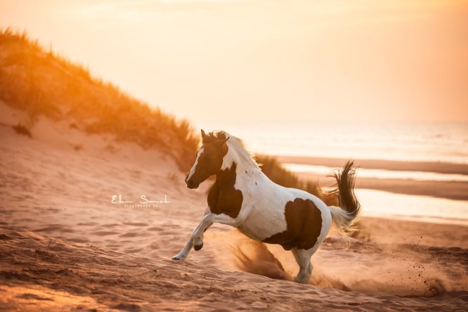 EllenSonckPhotography-paardenfotografie-strand-6