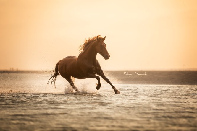 EllenSonckPhotography-paardenfotografie-strand-60