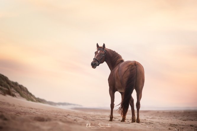 EllenSonckPhotography-paardenfotografie-strand-61