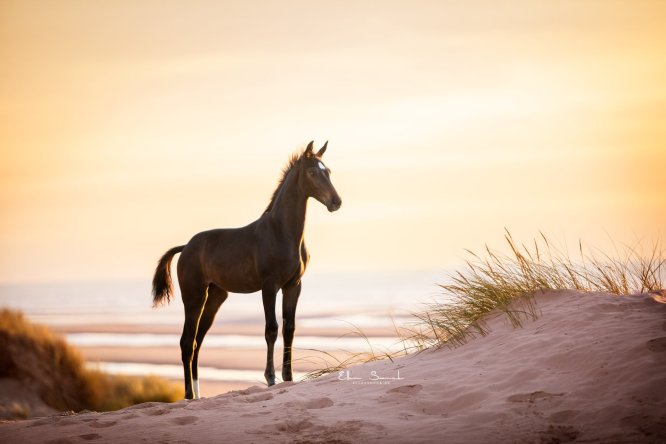 EllenSonckPhotography-paardenfotografie-strand-75
