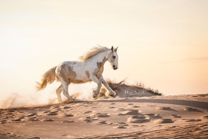 EllenSonckPhotography-paardenfotografie-strand-9