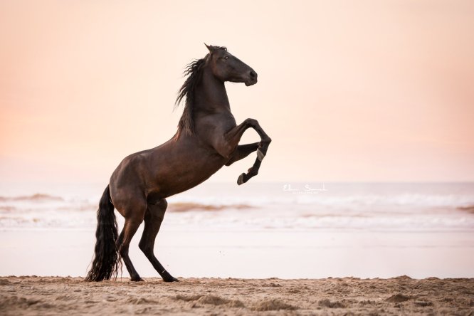 EllenSonckPhotography-paardenfotografie-strand-90