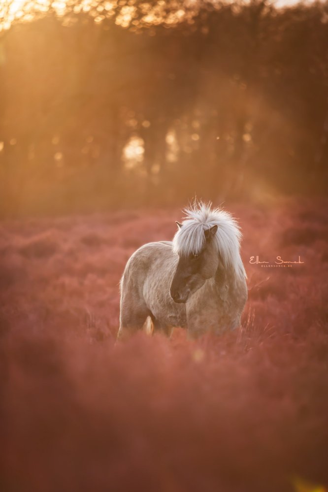 EllenSonckPhotography-Paardenportret-paardenfotografie-portfolio-1