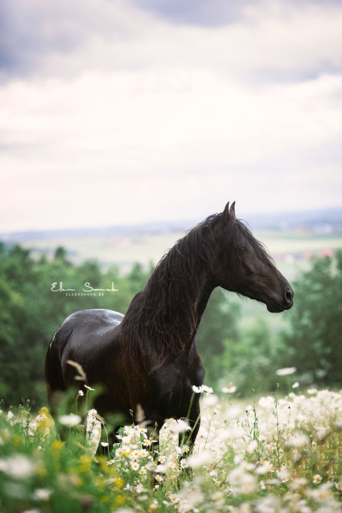 EllenSonckPhotography-Paardenportret-paardenfotografie-portfolio-10-Madeliefjes