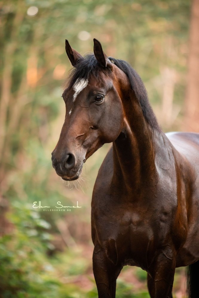 EllenSonckPhotography-Paardenportret-paardenfotografie-portfolio-11-Bamaris