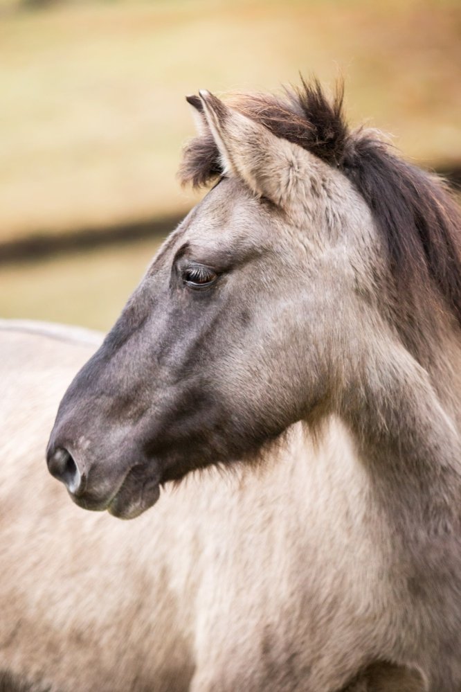 EllenSonckPhotography-Paardenportret-paardenfotografie-portfolio-12