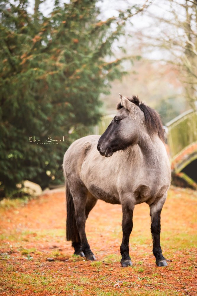 EllenSonckPhotography-Paardenportret-paardenfotografie-portfolio-13