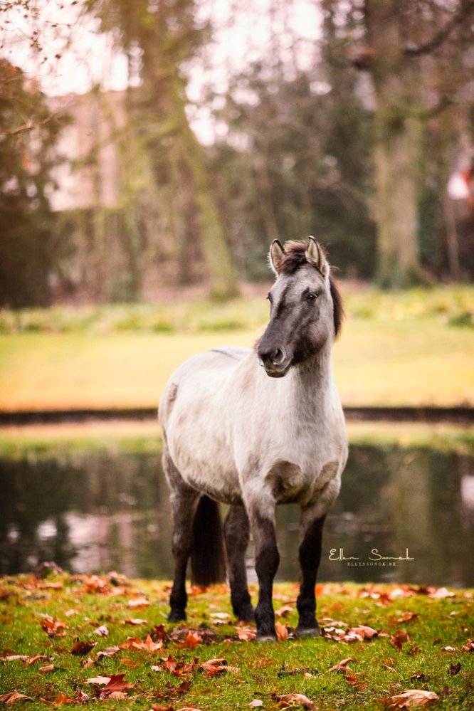EllenSonckPhotography-Paardenportret-paardenfotografie-portfolio-14