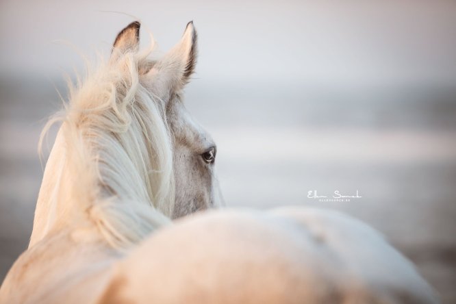 EllenSonckPhotography-Paardenportret-paardenfotografie-portfolio-15