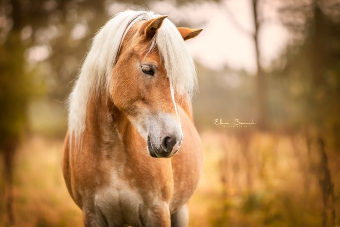 EllenSonckPhotography-Paardenportret-paardenfotografie-portfolio-16