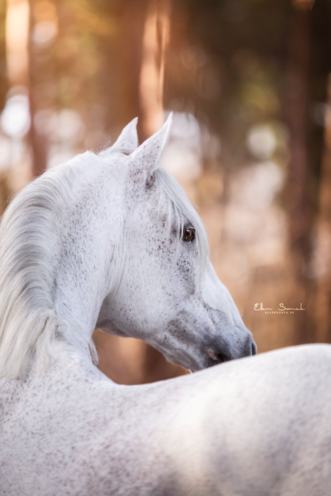 EllenSonckPhotography-Paardenportret-paardenfotografie-portfolio-17