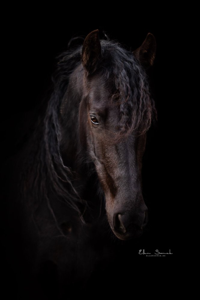 EllenSonckPhotography-Paardenportret-paardenfotografie-portfolio-18