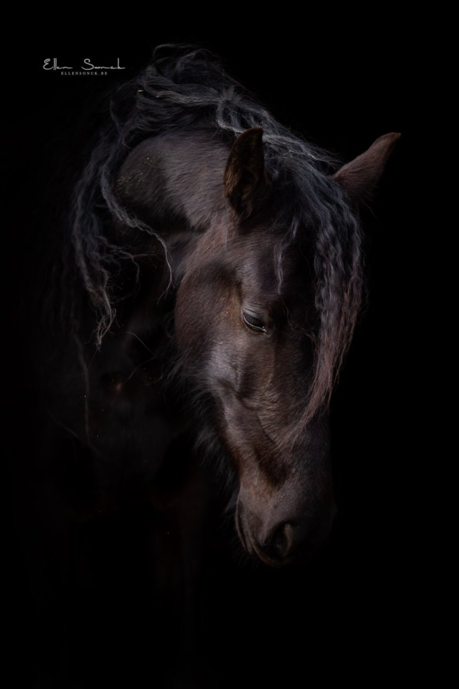 EllenSonckPhotography-Paardenportret-paardenfotografie-portfolio-19