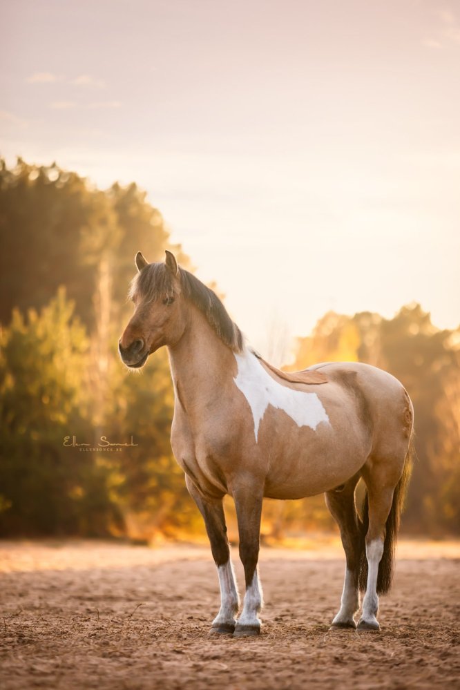 EllenSonckPhotography-Paardenportret-paardenfotografie-portfolio-2