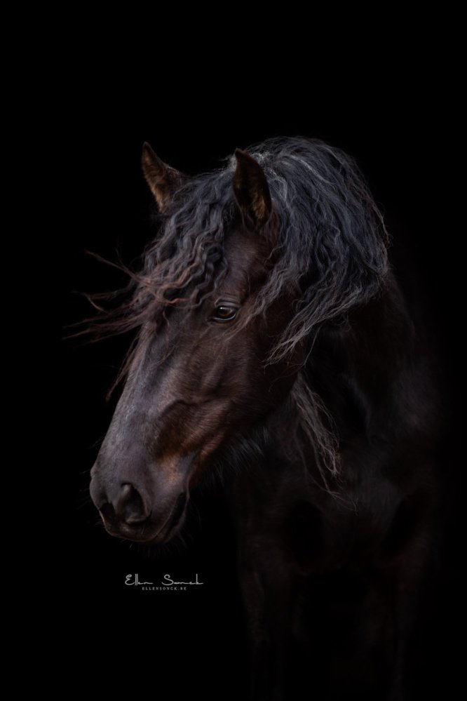 EllenSonckPhotography-Paardenportret-paardenfotografie-portfolio-20
