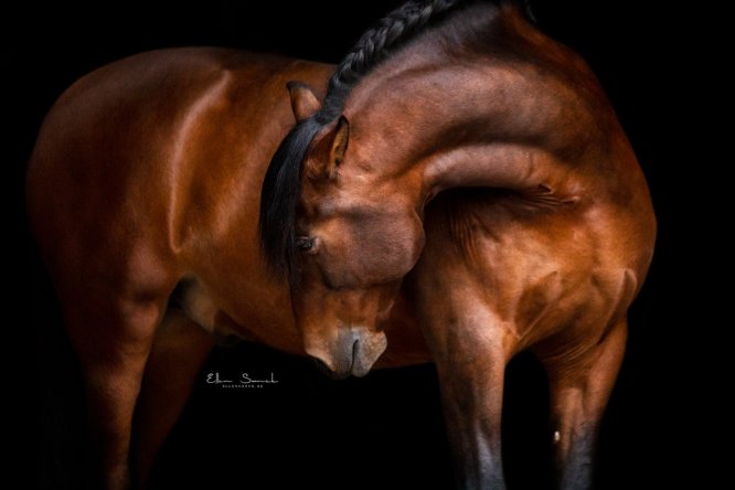 EllenSonckPhotography-Paardenportret-paardenfotografie-portfolio-21