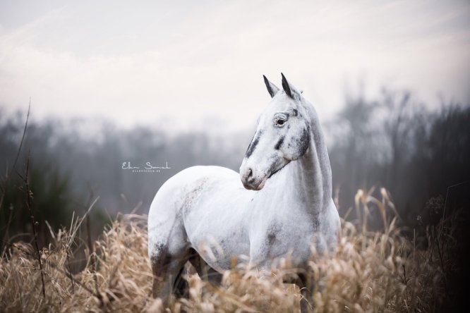 EllenSonckPhotography-Paardenportret-paardenfotografie-portfolio-22-winter-appaloosa