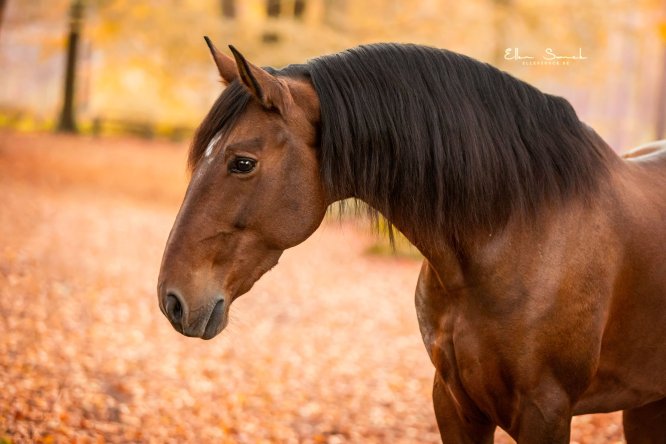 EllenSonckPhotography-Paardenportret-paardenfotografie-portfolio-23-herfst