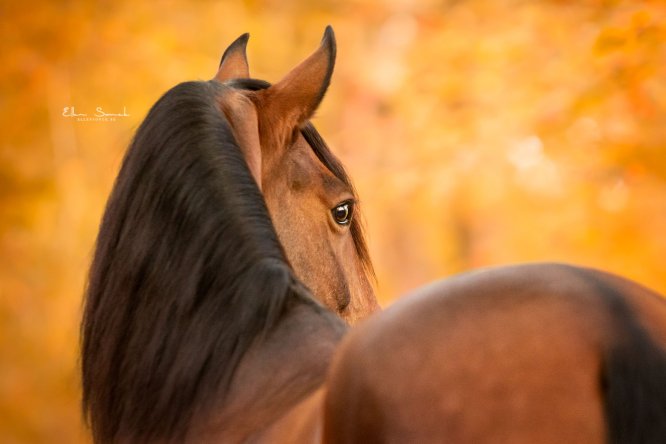 EllenSonckPhotography-Paardenportret-paardenfotografie-portfolio-24-herfst