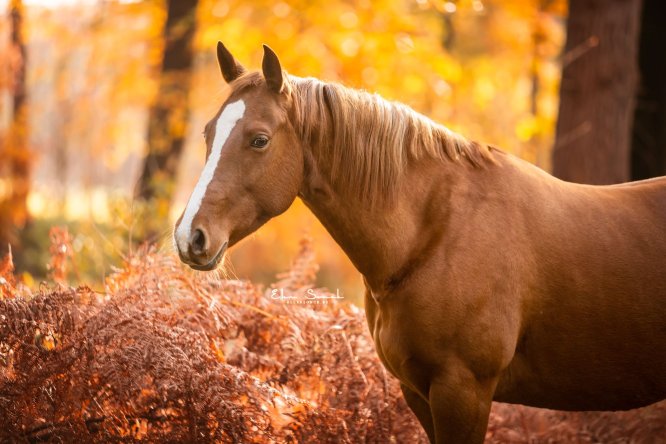 EllenSonckPhotography-Paardenportret-paardenfotografie-portfolio-25-herfst