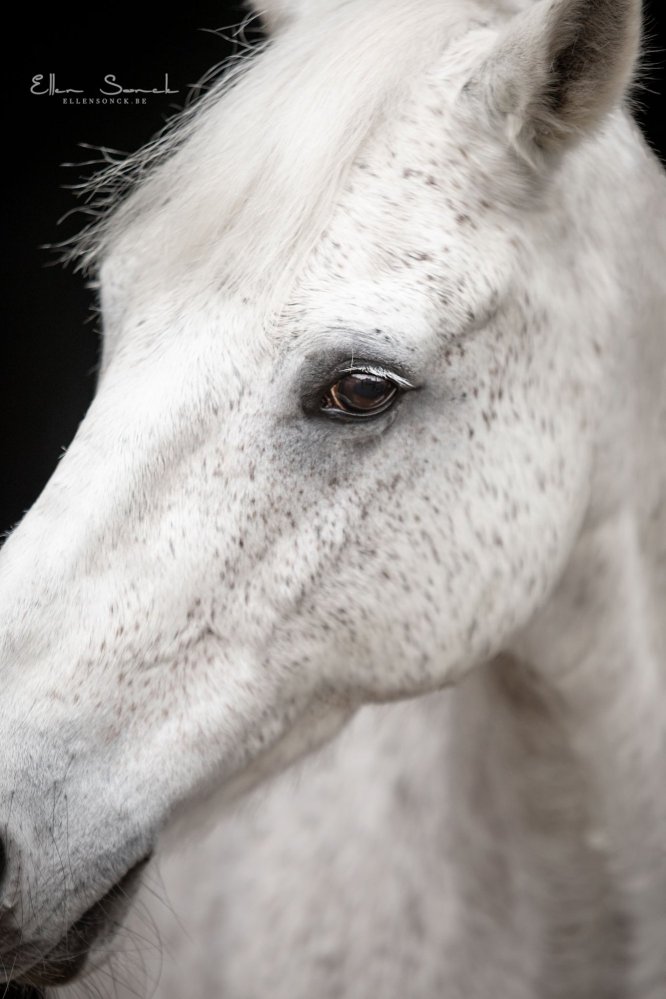 EllenSonckPhotography-Paardenportret-paardenfotografie-portfolio-26-backfoto
