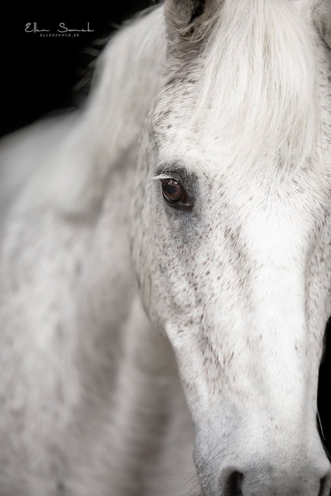 EllenSonckPhotography-Paardenportret-paardenfotografie-portfolio-27-blackfoto