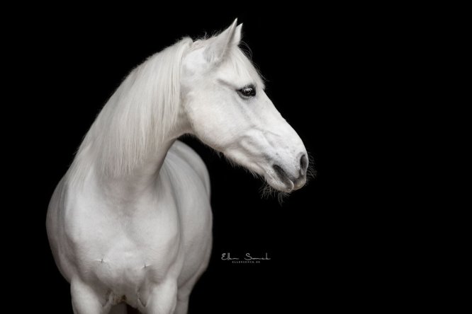 EllenSonckPhotography-Paardenportret-paardenfotografie-portfolio-28-blackfoto