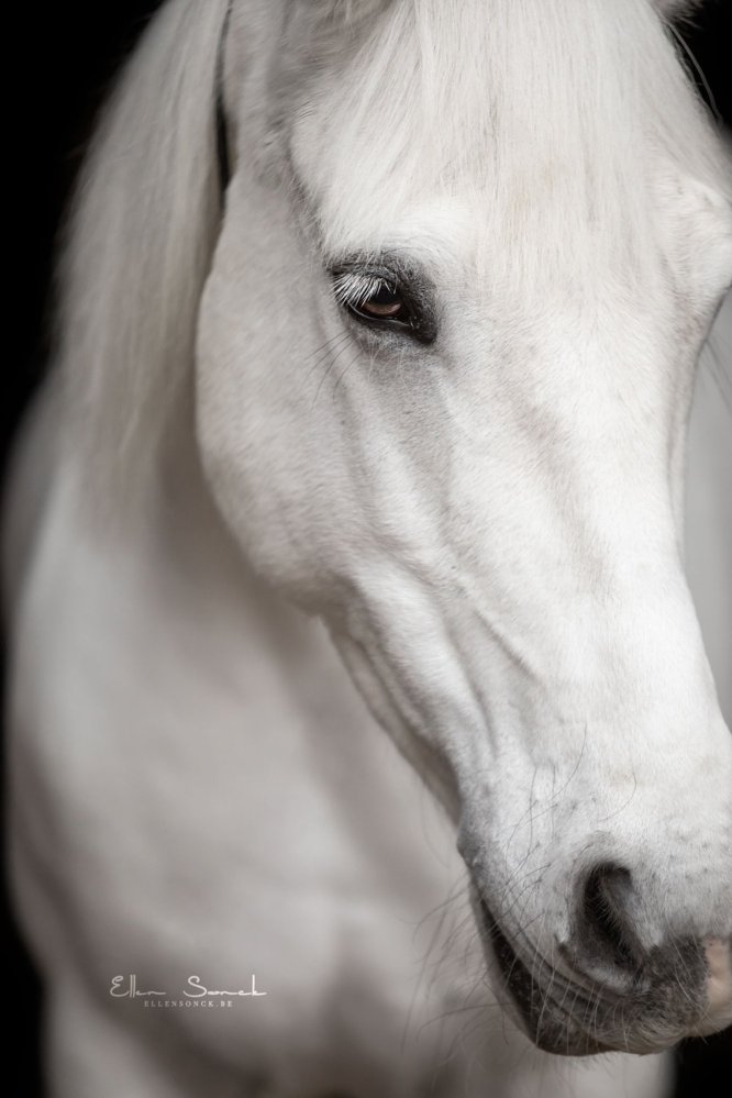 EllenSonckPhotography-Paardenportret-paardenfotografie-portfolio-29-blackfoto
