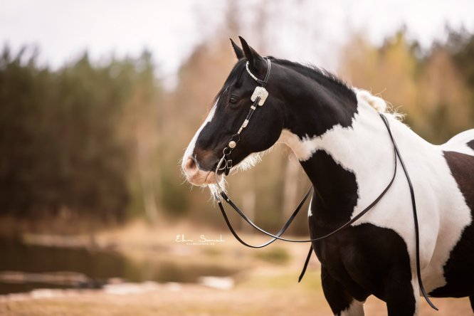 EllenSonckPhotography-Paardenportret-paardenfotografie-portfolio-3