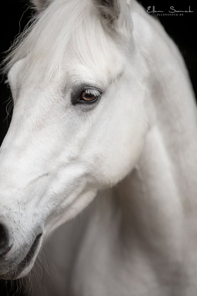 EllenSonckPhotography-Paardenportret-paardenfotografie-portfolio-30-blackfoto