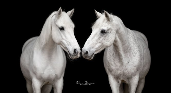EllenSonckPhotography-Paardenportret-paardenfotografie-portfolio-31-blackfoto