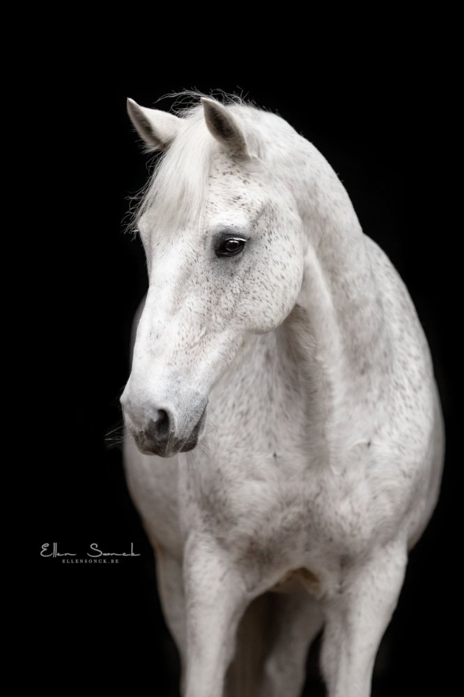EllenSonckPhotography-Paardenportret-paardenfotografie-portfolio-32-blackfoto