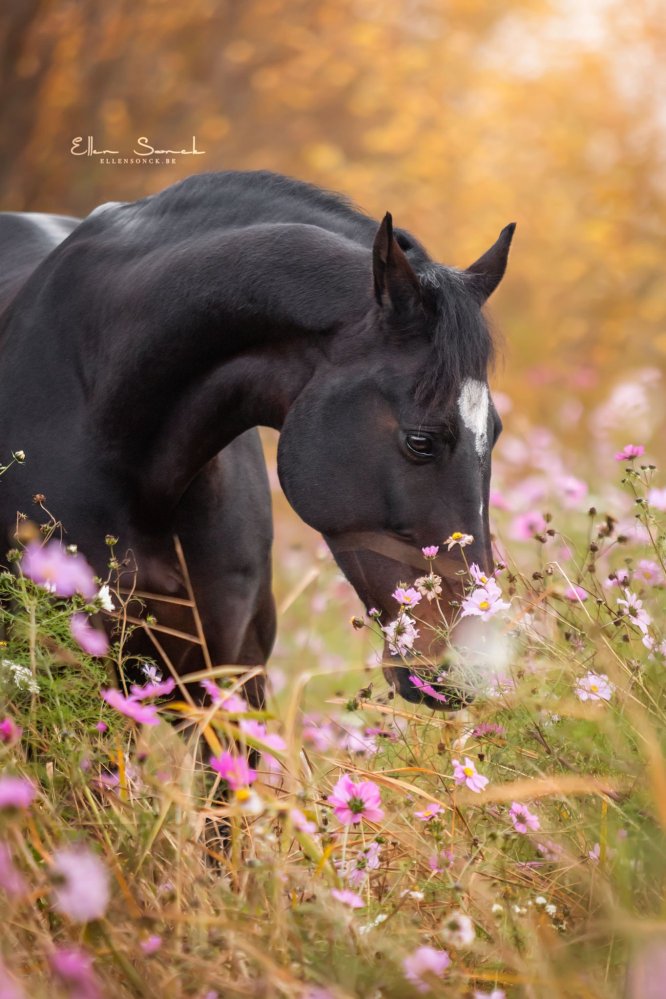EllenSonckPhotography-Paardenportret-paardenfotografie-portfolio-33-bloemetjes-herfst