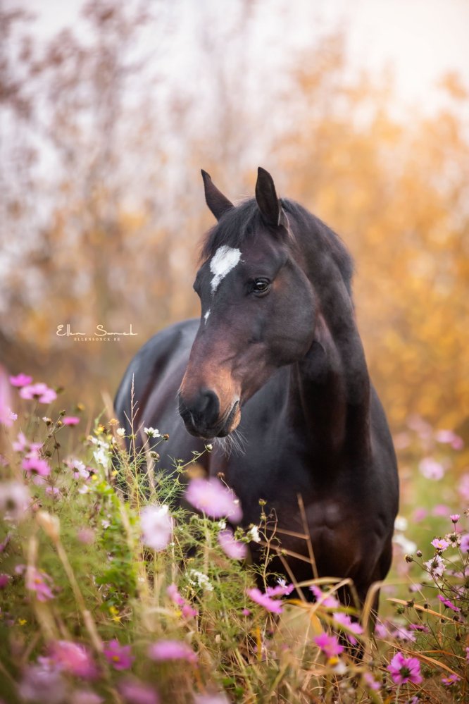 EllenSonckPhotography-Paardenportret-paardenfotografie-portfolio-34-bloemetjes-herfst