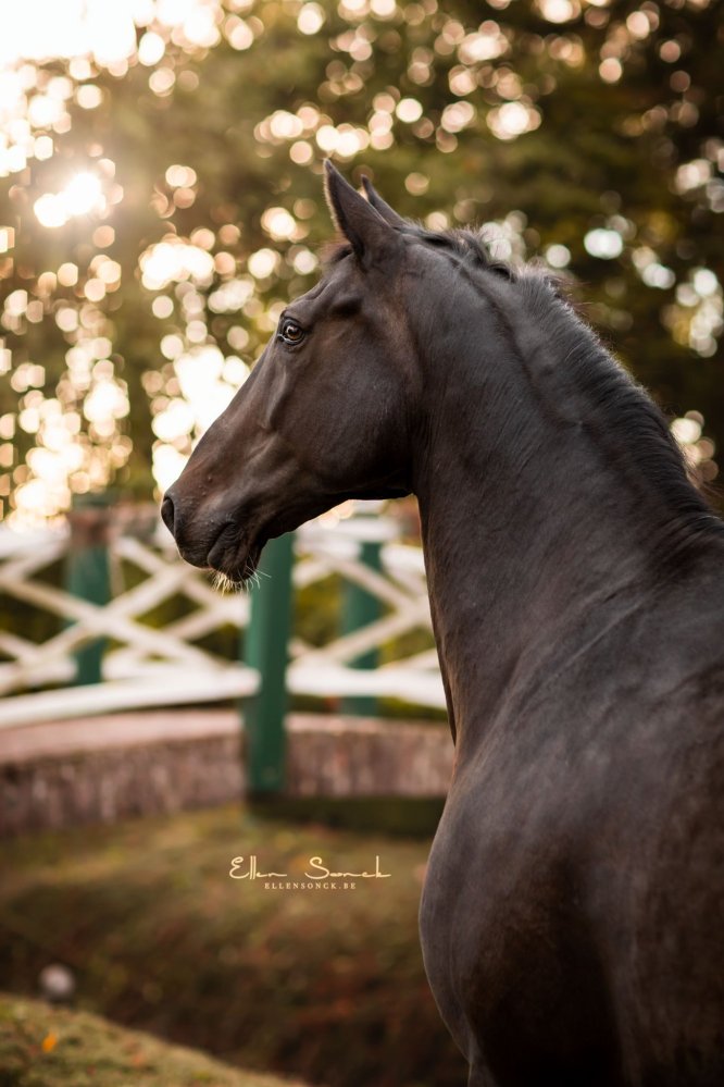 EllenSonckPhotography-Paardenportret-paardenfotografie-portfolio-35