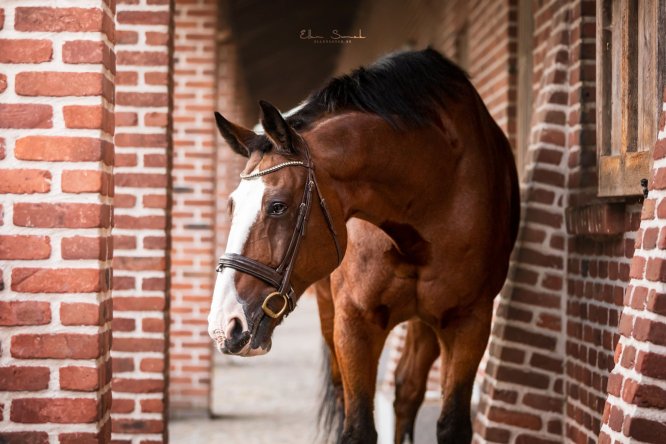 EllenSonckPhotography-Paardenportret-paardenfotografie-portfolio-38