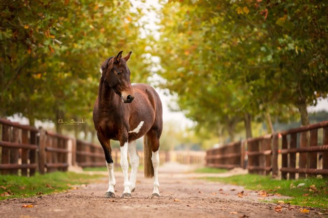 EllenSonckPhotography-Paardenportret-paardenfotografie-portfolio-39