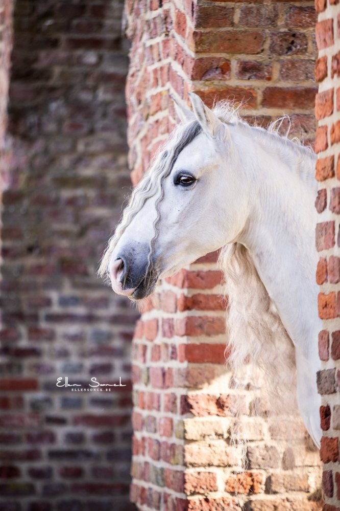 EllenSonckPhotography-Paardenportret-paardenfotografie-portfolio-4