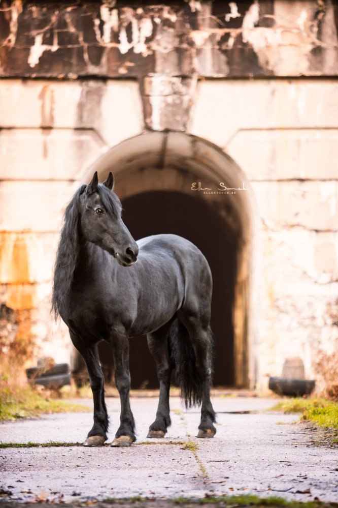 EllenSonckPhotography-Paardenportret-paardenfotografie-portfolio-40