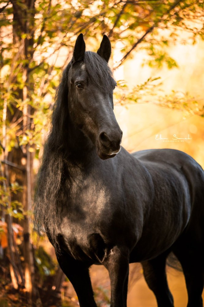 EllenSonckPhotography-Paardenportret-paardenfotografie-portfolio-40-herfst
